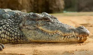 Crocodilo