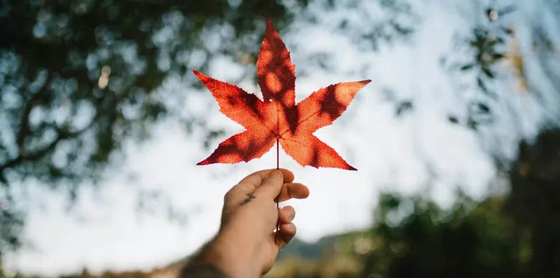 Como conseguir uma bolsa para estudar no Canadá