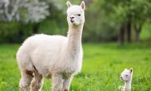 Alpaca