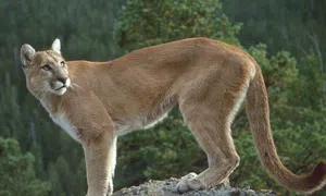 Suçuarana