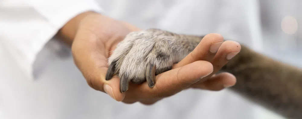 As 4 melhores faculdades na Itália para estudar Medicina Veterinária