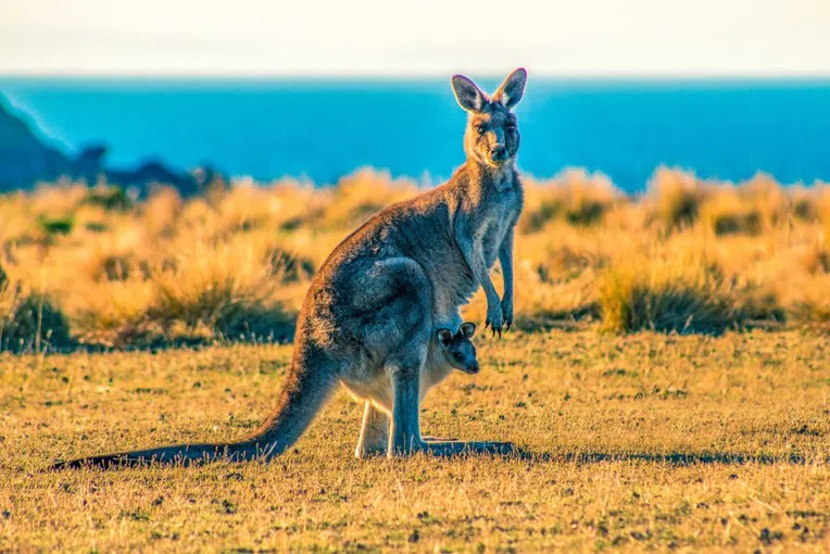 3-fatos-sobre-a-australia