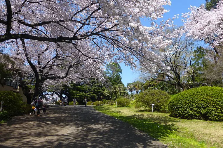 Jardim-Botânico-da-University-of-Tokyo
