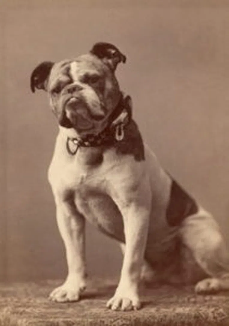 Handsome-Dan-Yale