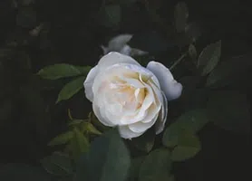 Essa