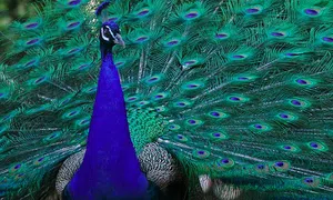 Pavão
