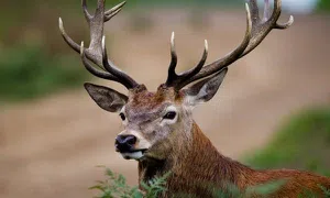 Cervo