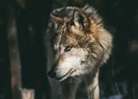 Lobo