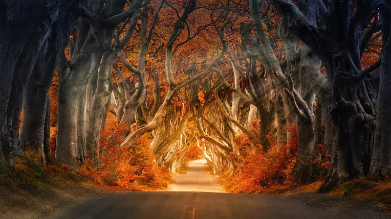 estudar-na-irlanda-do-norte-dark-hedges
