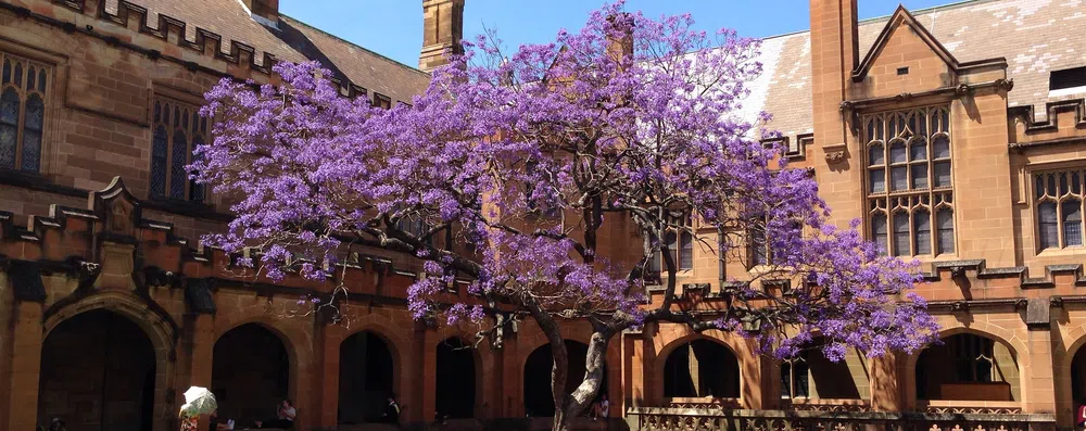 3 tipos de bolsas de graduação na Universidade de Sydney