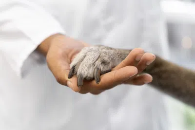 As 4 melhores faculdades na Itália para estudar Medicina Veterinária