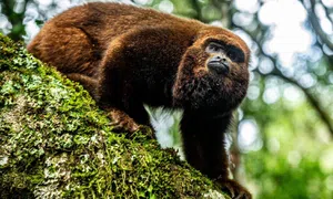 Macaco guariba