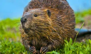 Castor