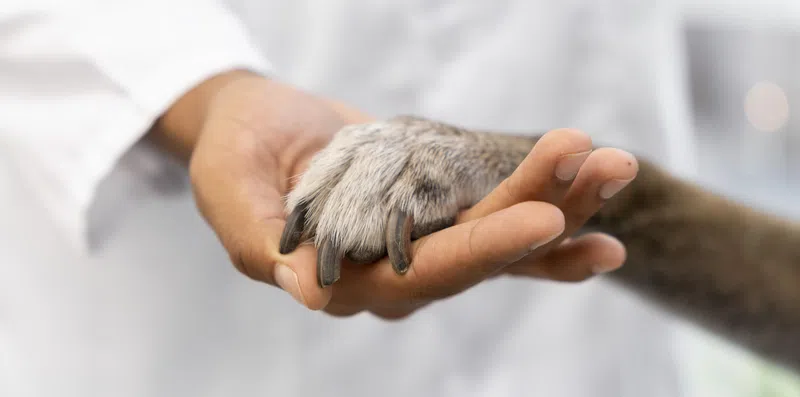 As 4 melhores faculdades na Itália para estudar Medicina Veterinária