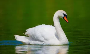 Cisne