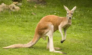 Canguru