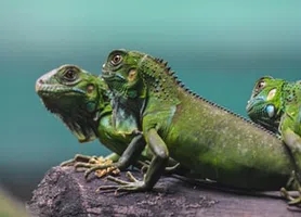 Iguana