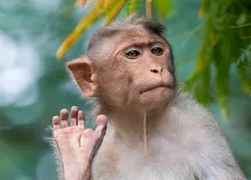 Biologia evolucionária