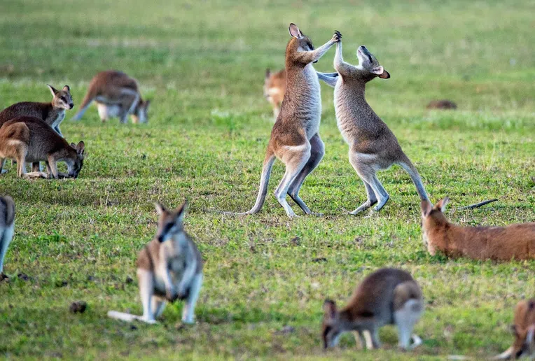 -quanto-custa-intercambio-para-australia