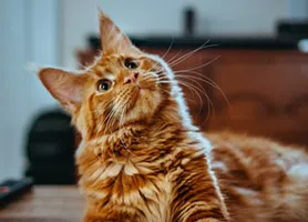 Gato