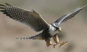 Falcão