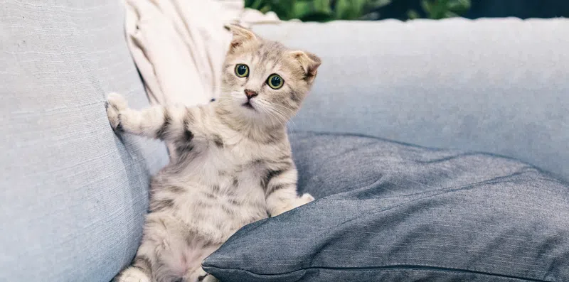TESTE: Escolha seus memes de gato preferidos e indicaremos uma área de estudo