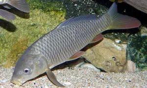 Carpa