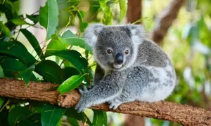 Coala