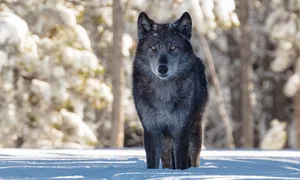 Lobo