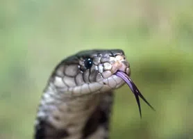 Cobra