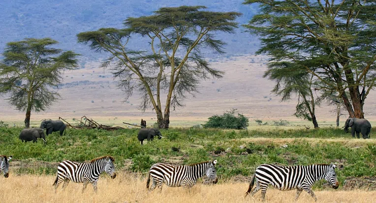 serengeti-trabalho-voluntario-na-africa