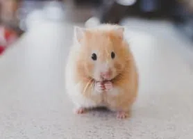 Hamster