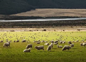 Nova Zelândia