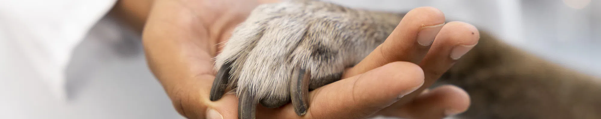 As 4 melhores faculdades na Itália para estudar Medicina Veterinária