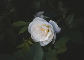 Essa