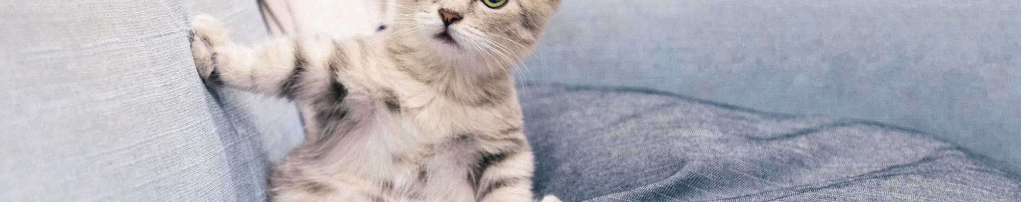 TESTE: Escolha seus memes de gato preferidos e indicaremos uma área de estudo
