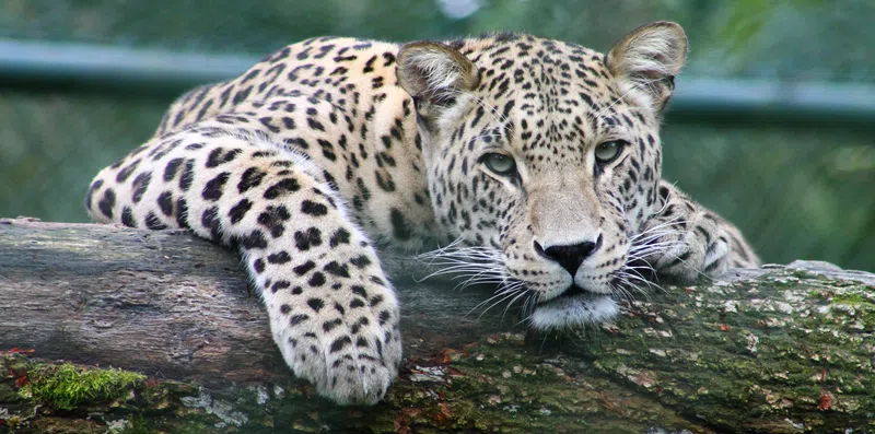TESTE: Você conhece os animais símbolo dos países?