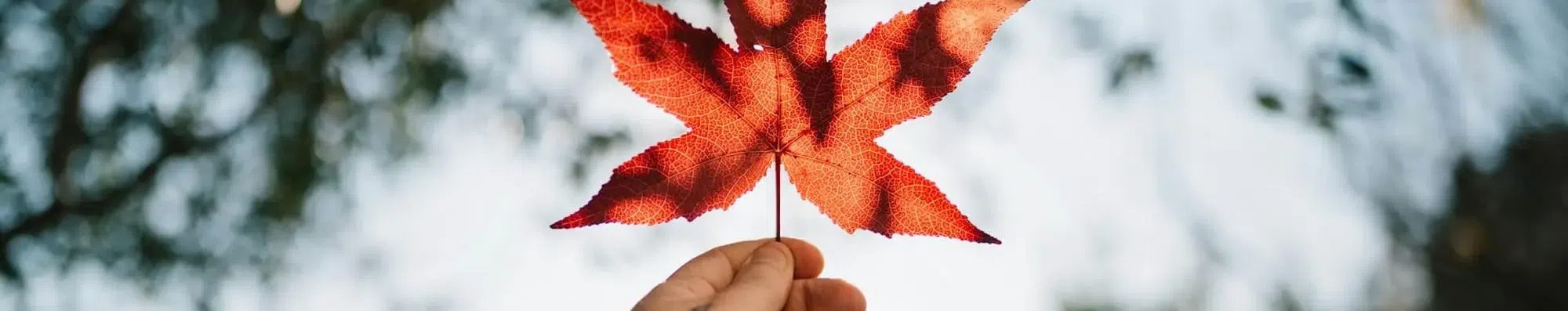Como conseguir uma bolsa para estudar no Canadá