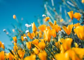 Primavera