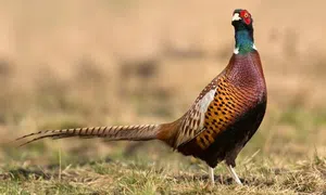 Faisão