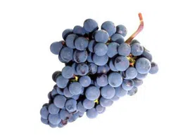 Uva