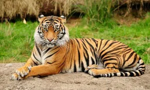 Tigre-de-bengala