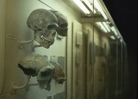 Antropologia