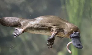 Ornitorrinco