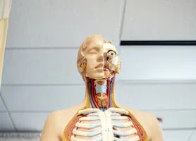 Anatomia