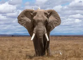 Elefante