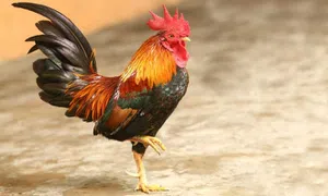 Galo
