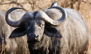 Búfalo