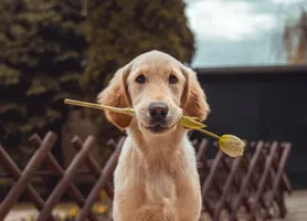 Cachorro