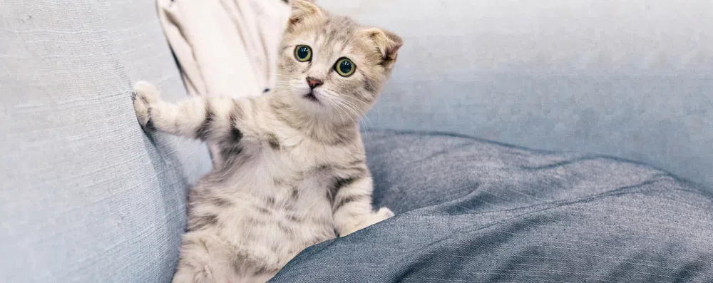 TESTE: Escolha seus memes de gato preferidos e indicaremos uma área de estudo